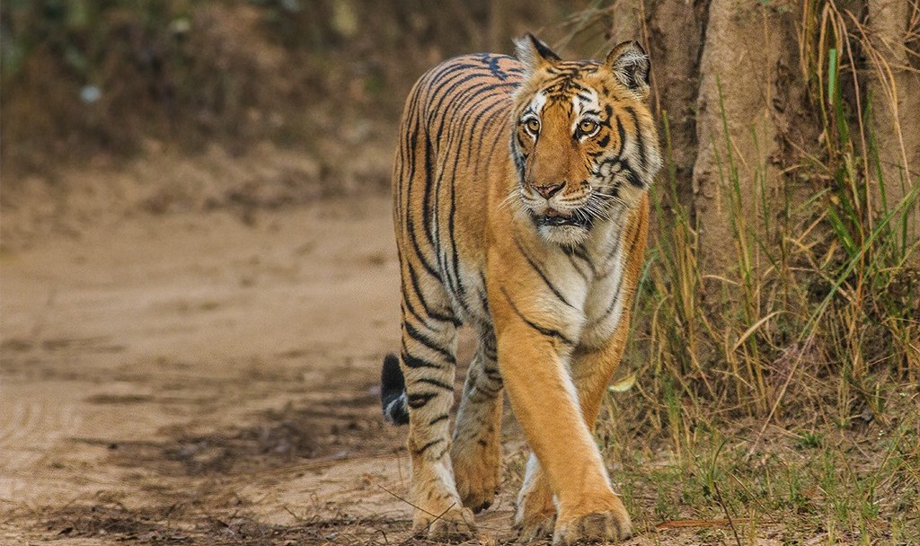 Jim Corbett National Park